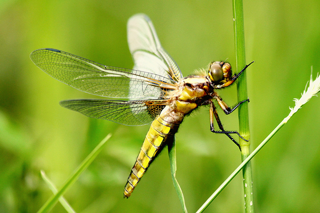 Libellula depressa ♀, jung, F06 Meckbach, Fuldasumpfwiesen, 16.05.13, A. Werner