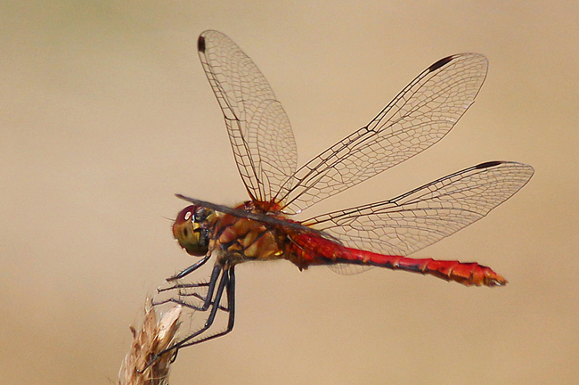 Sympetrum sanguineum ♂, F05 Meckbach, Die Nassen Wiesen (Quellsumpf), 22.07.13, A. Werner