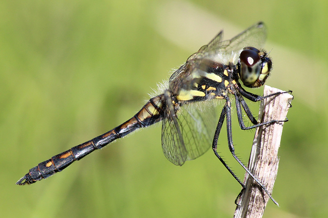 Sympetrum danae ♂, D21 Lüdersdorf, Lehmbachtal (Fischteiche), 17.08.12, A. Werner