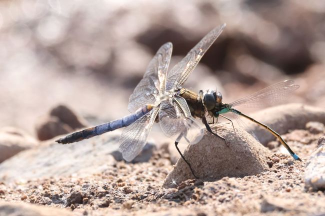 Orthetrum cancellatum ♂ frist Ge. Becherjungfer, D03 Bebra, Großer Kiessee, 05.06.23, A. Werner