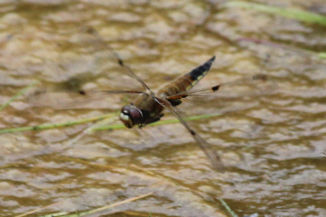 Libellula quadrimaculata ♀ Eiablage, D02 Bebra, Fuldaaue (gestaltete Kleingewässer), 10.07.12-1, A. Werner