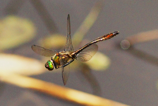 Cordulia aenea ♂, I06 Malkobes Lämmerteiche, 29.06.12, H. Eigenbrod