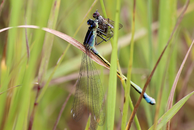 Ischnura elegans ♀ jung lila, mit Fliege, D05 Blankenheim, Fuldaaue (Seitengerinne), 10.08.11, A. Werner