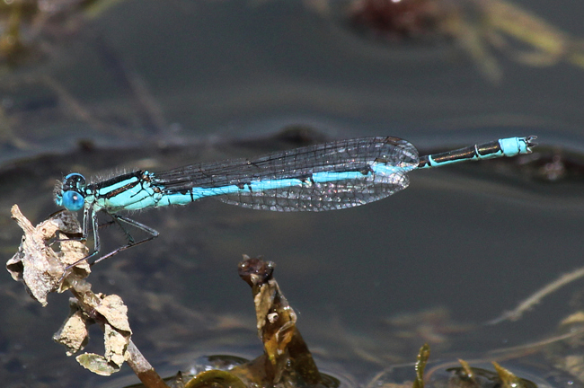 Erythromma lindenii ♂, D03.1 Bebra, Kiesgruben Nr. 1 (ehemaliger Kiesabbau), 16.07.13, A. Werner