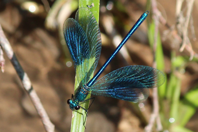 Calopteryx splendens ♂, F12 Biedebach, Hauksbach, 29.05.12, A. Werner