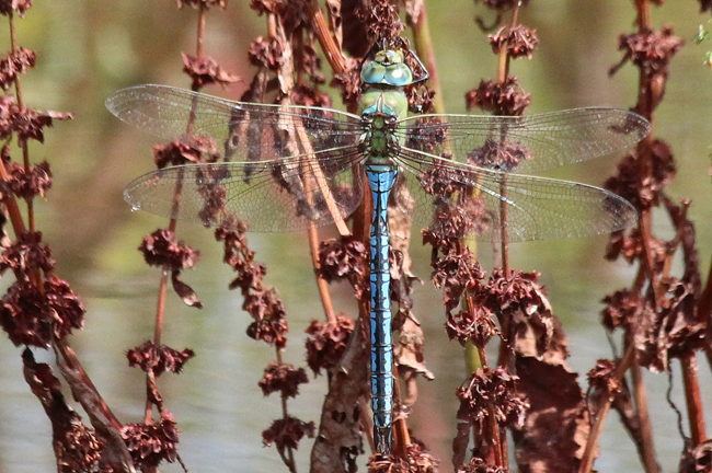 Anax imperator ♂, D02 Bebra, Fuldaaue (gestaltete Kleingewässer), 30.07.12, A. Werner