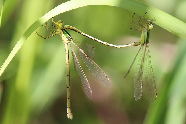 Lestes barbarus Paar, A06 Hergershausen, (gestaltetes Kleingewässer in ehemaliger Tongrube), 23.07.12, A. Werner