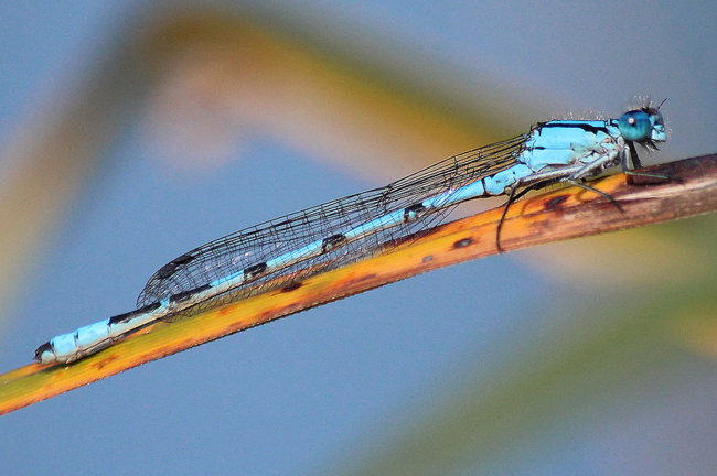 Enallagma cyathigerum ♂, D03.1 Bebra, Kiesgruben Nr. 1, 27.09.13, A. Werner