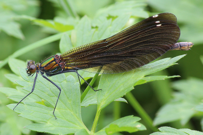 Calopteryx virgo,♀, F05 Meckbach, Die Nassen Wiesen, 21.06.12, A. Werner