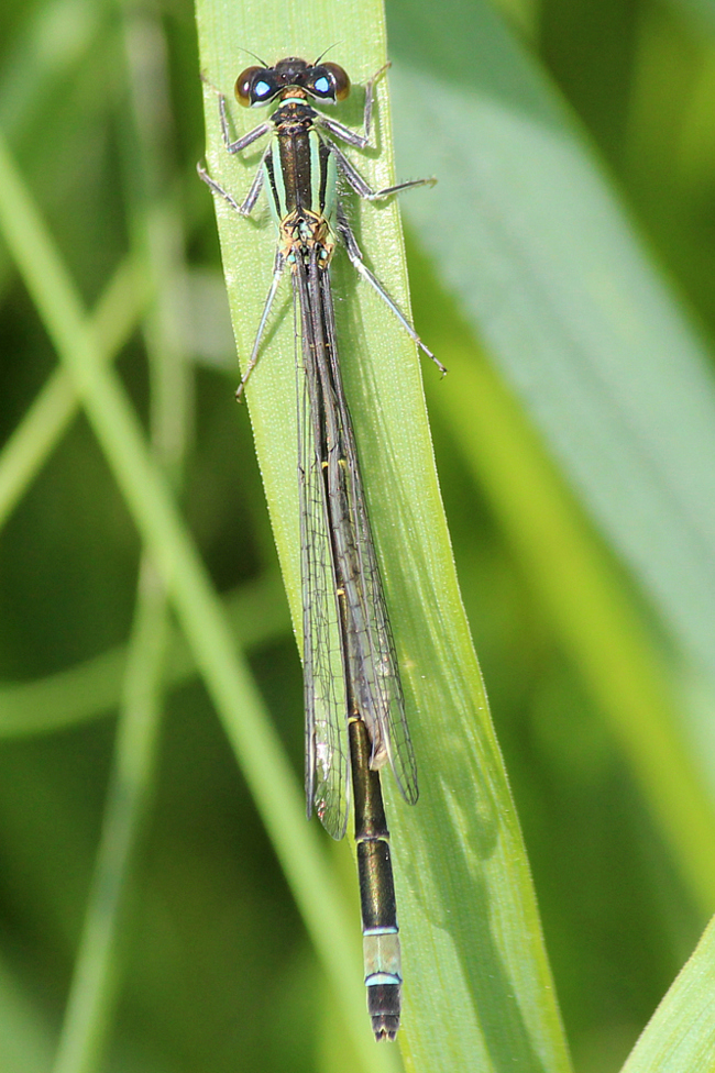 Ischnura elegans ♀, D02 Bebra, Fuldaaue, (gestaltetes Kleingewässer), 25.05.13, A. Werner