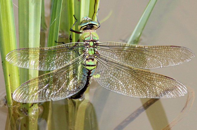 Anax imperator ♀ Eiablage, F06 Meckbach, Fuldasumpfwiesen, 22.07.12, 2 A. Werner