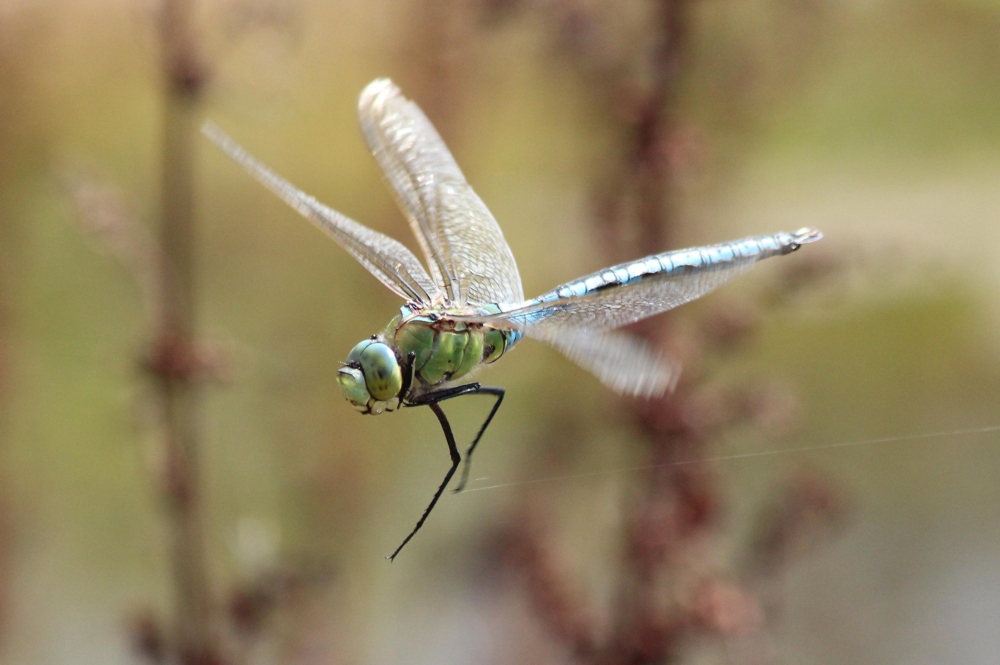 Anax imperator ♂ im Flug, D02 Bebra Fuldaaue, gestaltete Kleingewässer, 08.08.12, A. Werner