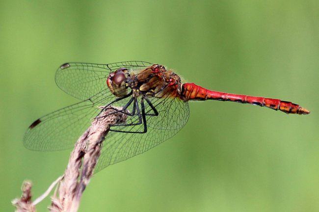Sympetrum sanguineum ♂, F06 Meckbach, Fuldasumpfwiesen (Quellsumpf), 09.07.12-1, A. Werner