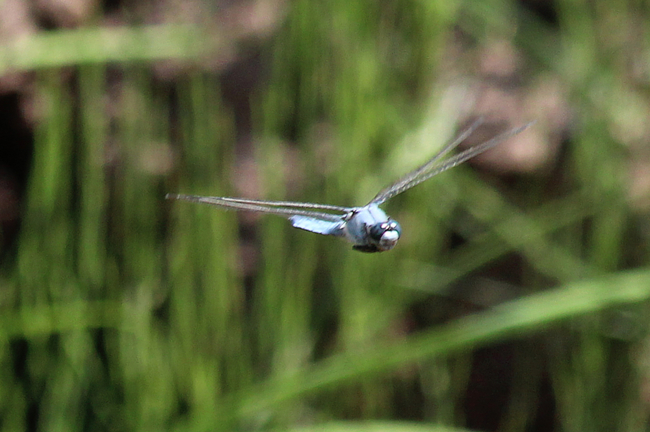 Orthetrum brunneum ♂, F06 Meckbach, Fuldasumpfwiesen (gestaltetes Kleingewässer), 09.07.12, A. Werner