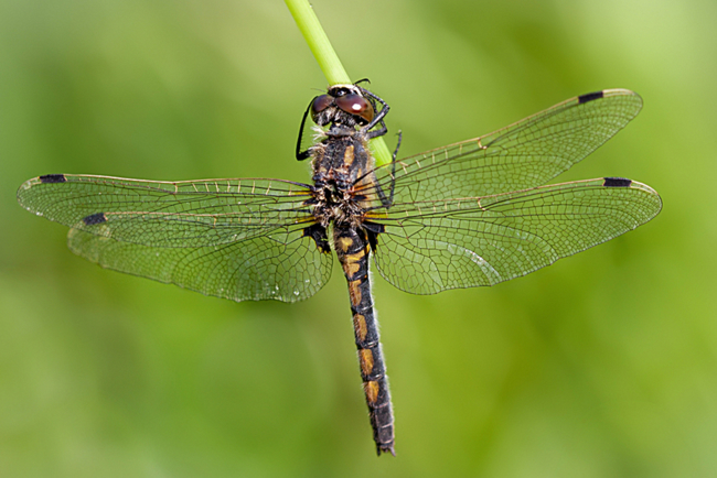 Leucorrhinia rubicunda ♀, B12 Rotenburg, Teich Im Guttelstal, 26.05.14, M. Kreisel