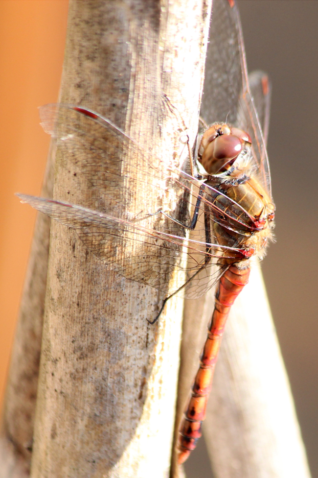 Sympetrum striolatum ♂, D13 NSG Ulfewiesen bei Weiterode, (Weiher), 19.10.13-1, A. Werner